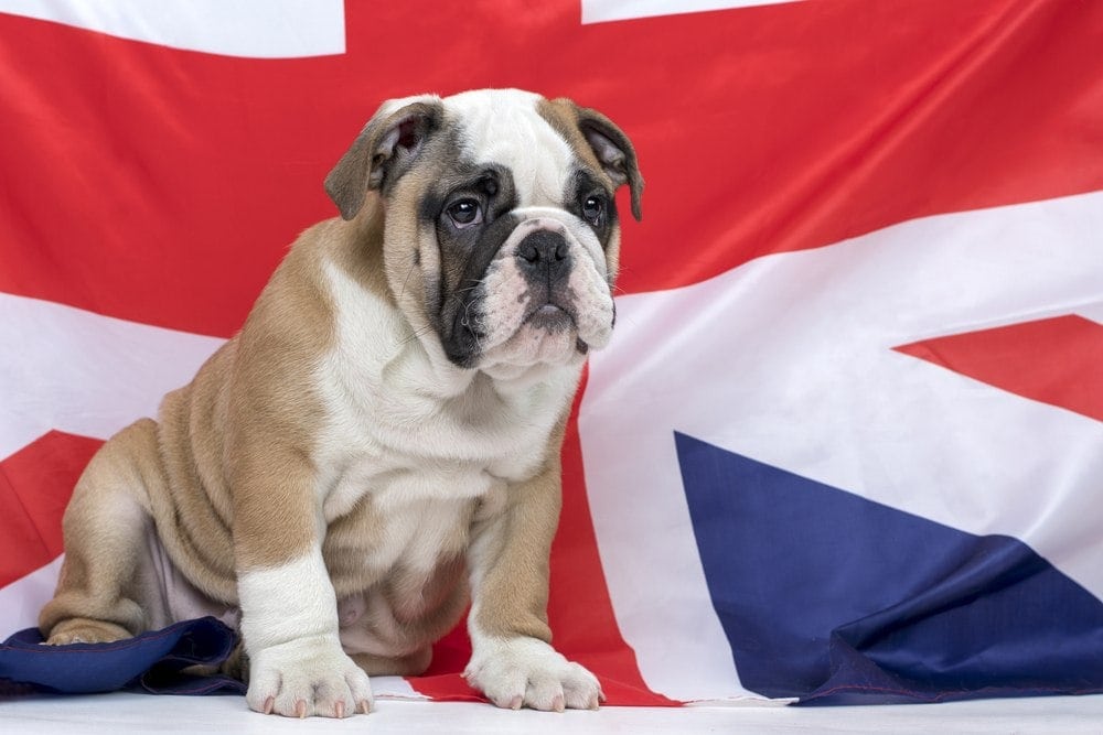 British Dog with flag