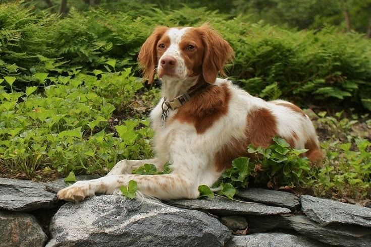Brittany Spaniel on rock