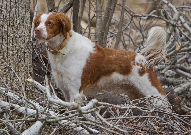 brittany spaniel tricolor puppy