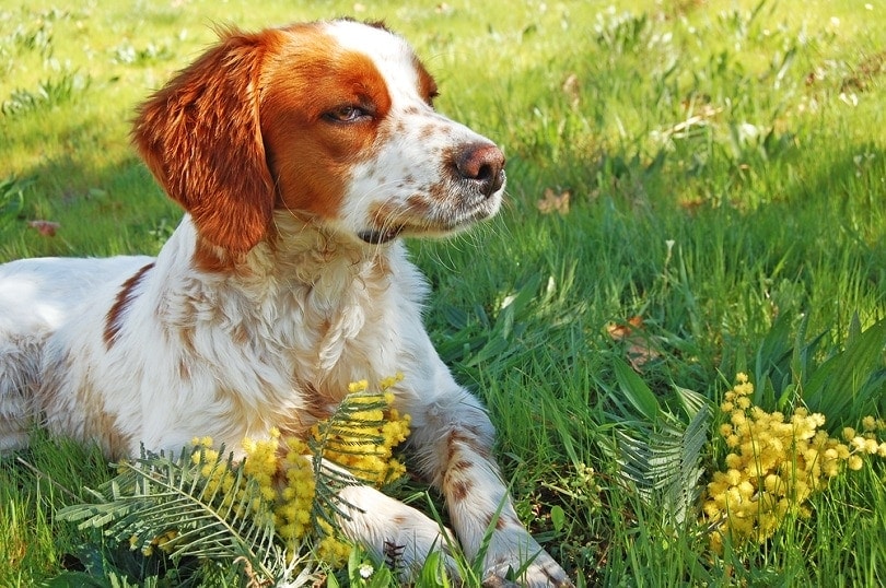 Brittany Spaniel