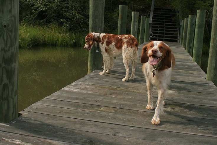 Brittany Spaniels on a bridge
