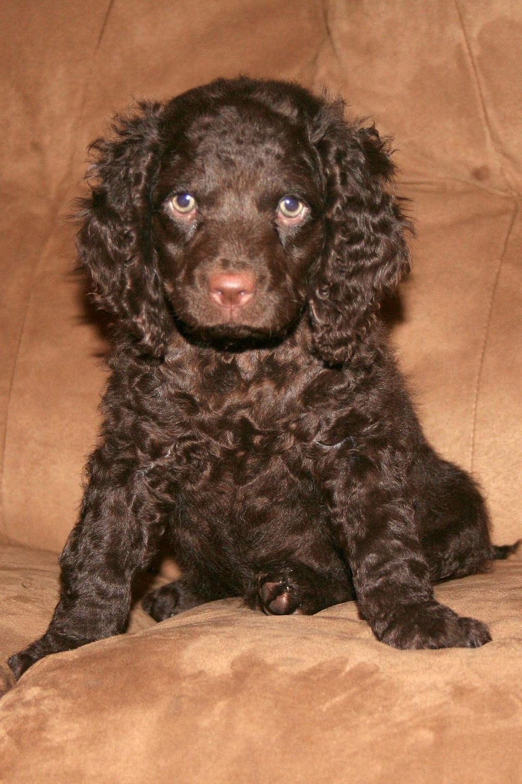 Brown American Water Spaniel