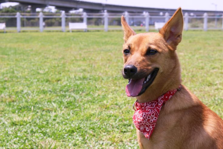 Brown Formosan Mountain Dog