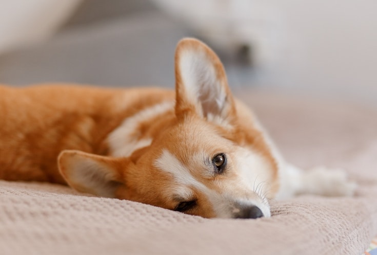 What are pricked ears on a dog?