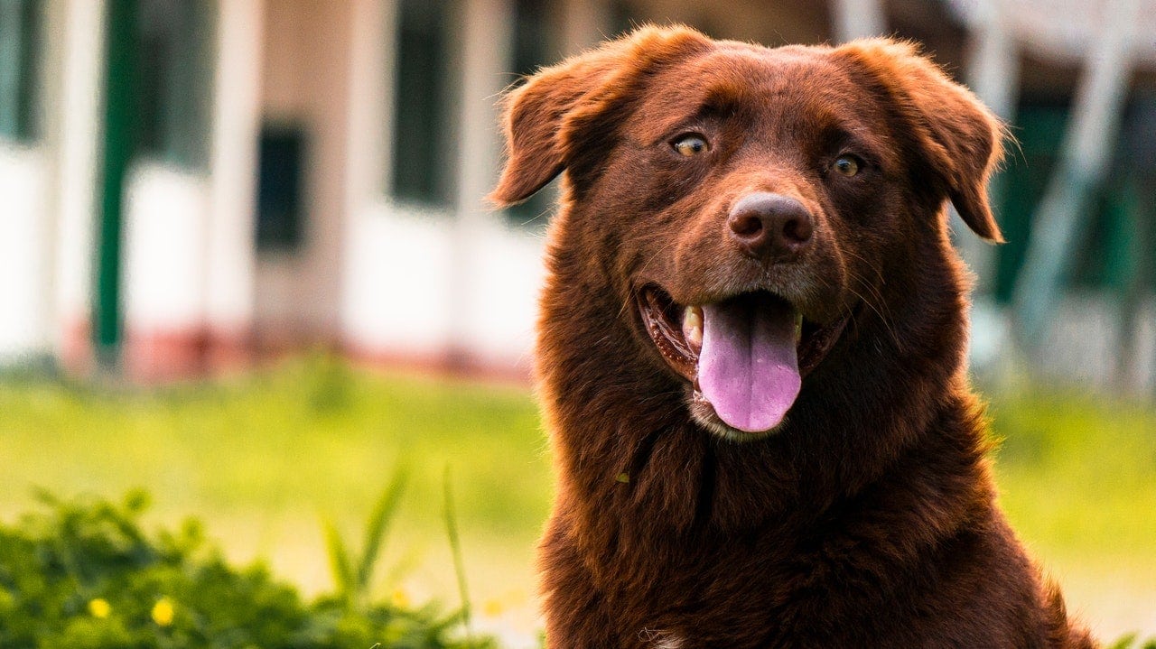 brown dog in the sun