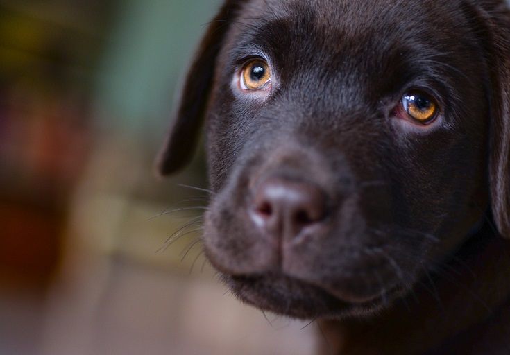 Brown puppy sad