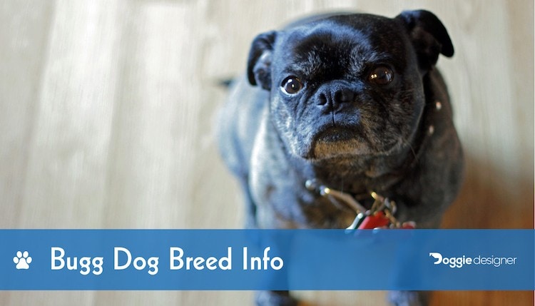 Bugg Dog Breed Info