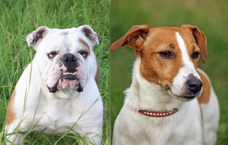 Bull Jack dog breed parents