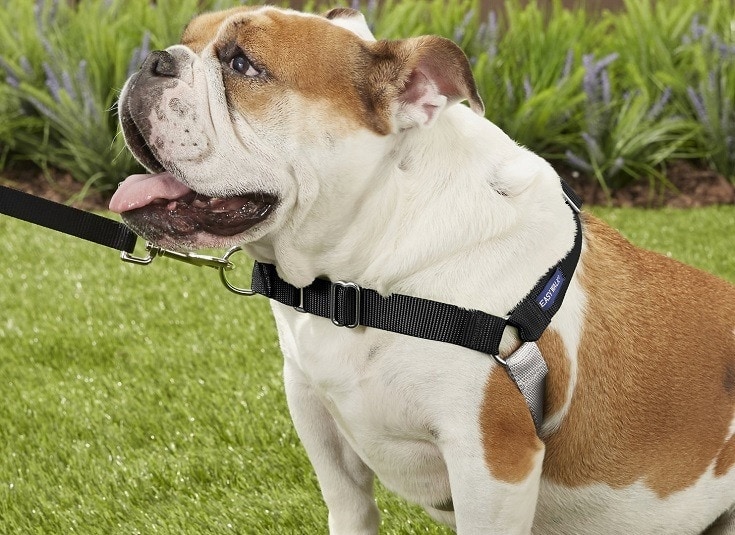 best harness for english bulldog