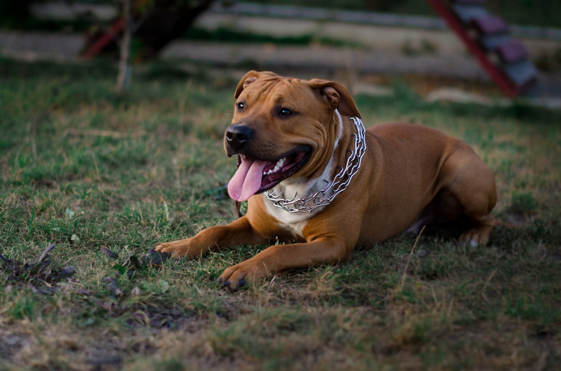Bullboxer Staff (Boxer & American Staffordshire Mix): Info, Pictures, Characteristics & Facts | Hepper