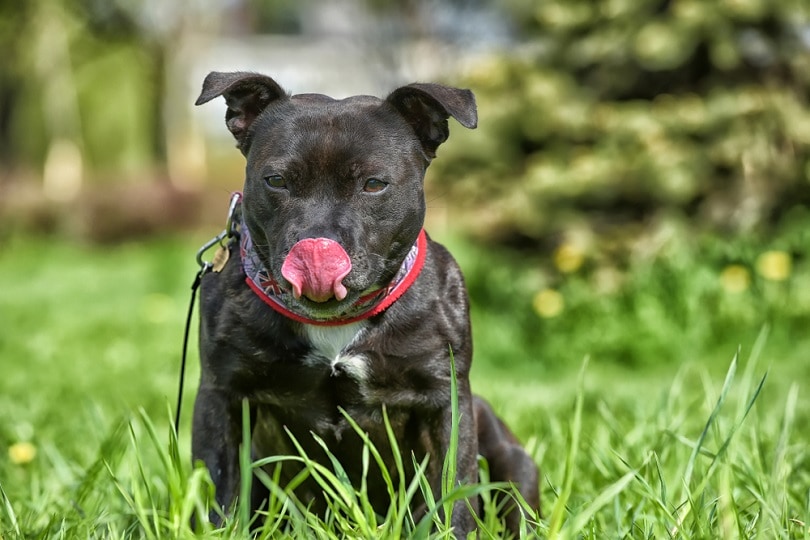 skruenøgle Sightseeing slutpunkt Bullboxer Staff (Boxer & American Staffordshire Terrier Mix): Info,  Pictures, Characteristics & Facts | Hepper