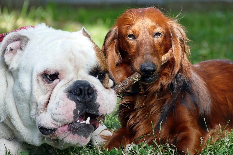 Bulldog Daschund mix