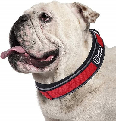 bulldog collar
