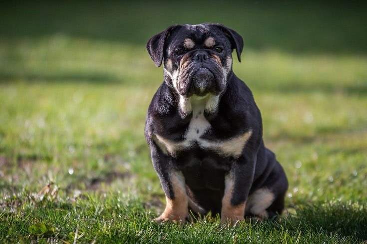 Bulldog vs Pitbull