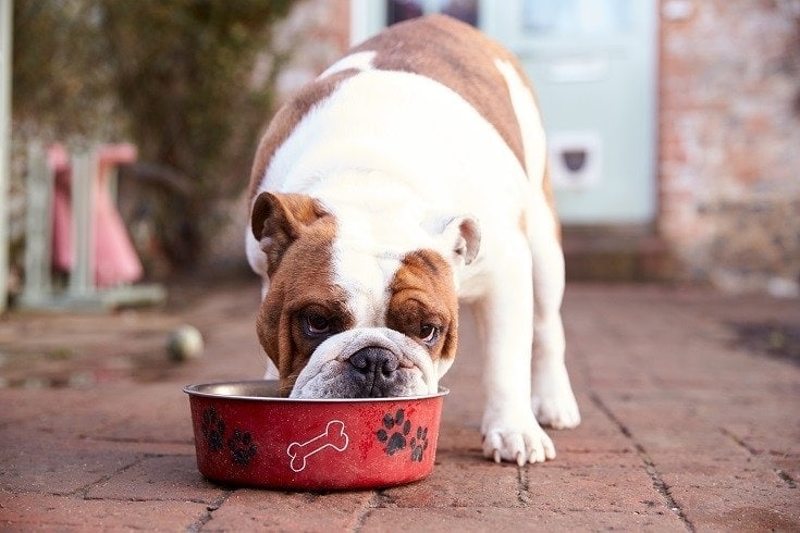 A Bulldog eating food from a red bowl