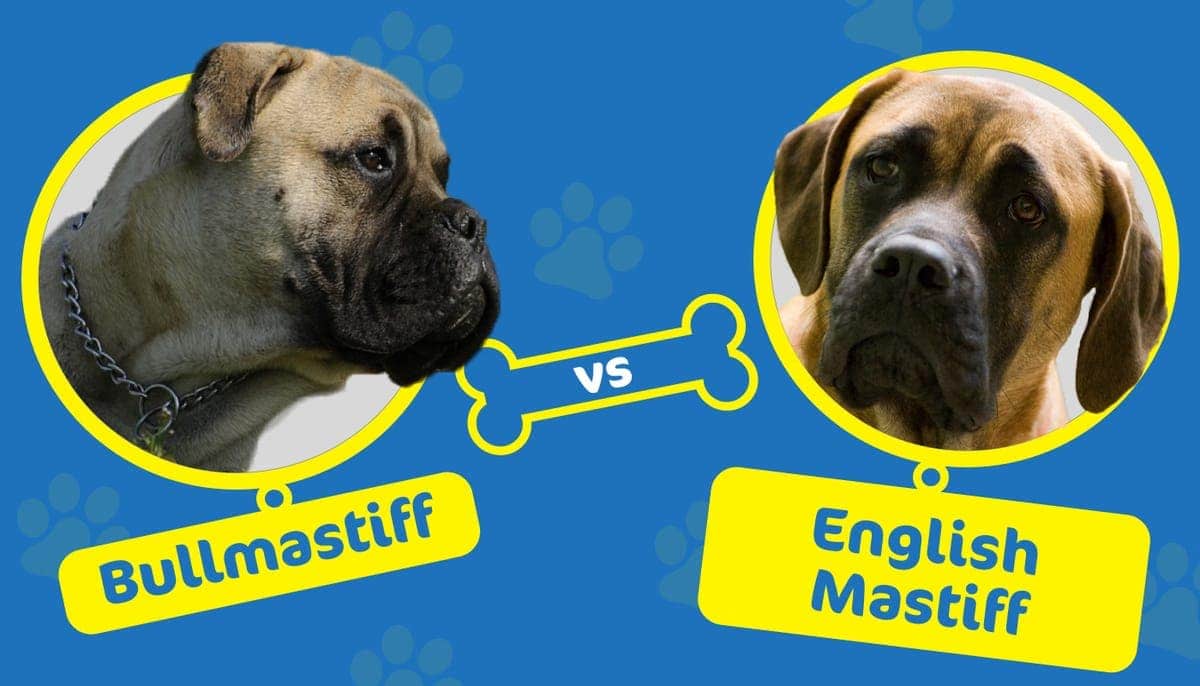 Bullmastiff vs English Mastiff