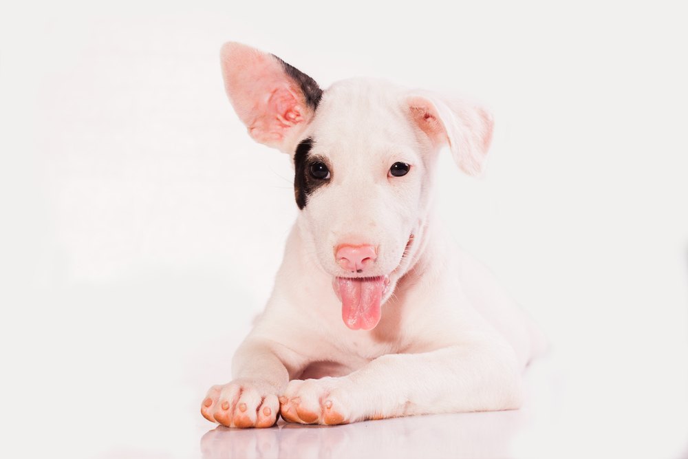 Bully Jack Terrier puppy