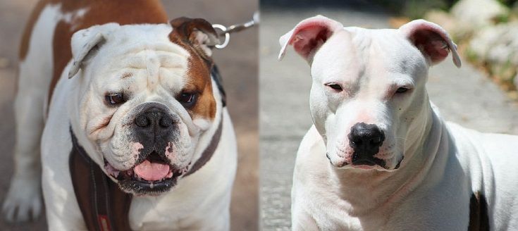 Bullypit Is The American Bulldog Pitbull Mix Your Kind Of Dog