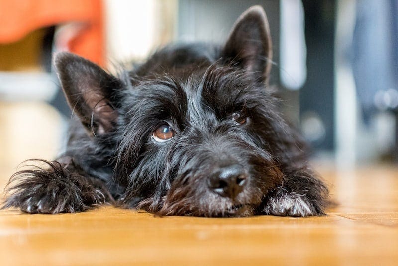 are terrier mix dogs double coated