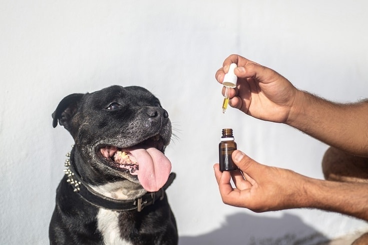 CBD Oil for dogs