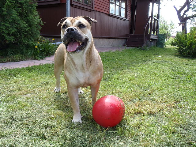 Ca de Bou Bulldog