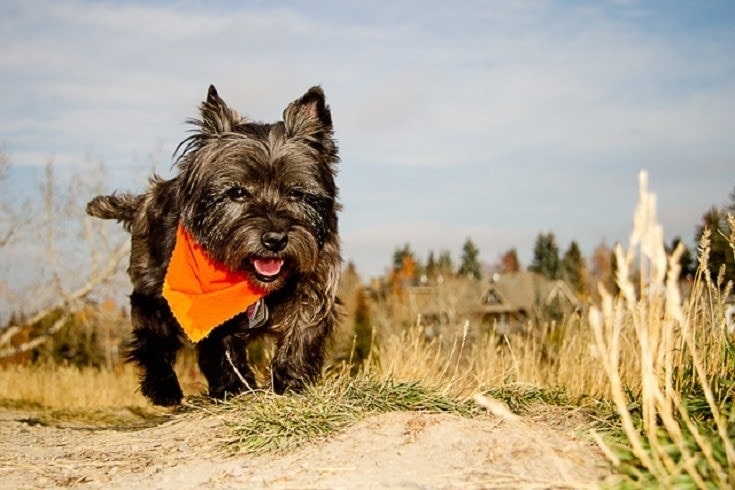 Cairn Terrier