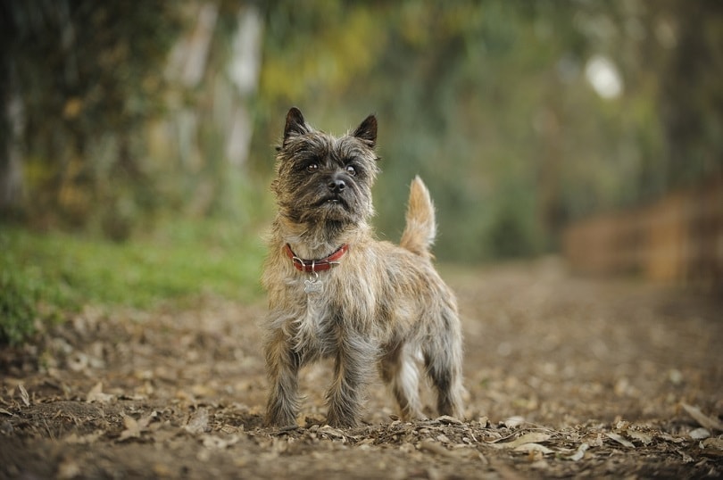 Cairn Terrier dog standing on trail