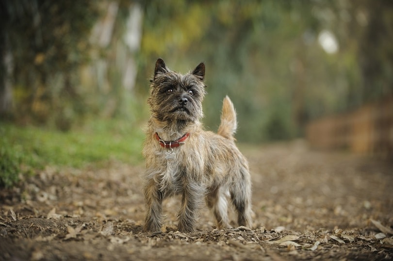 how to crate train a cairn terrier