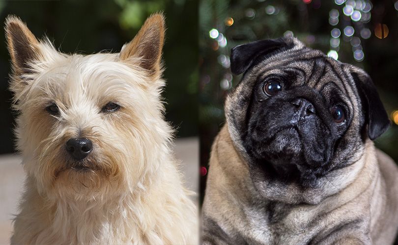 Pugairn Cairn Terrier Pug Mix Info Pictures and Traits Hepper