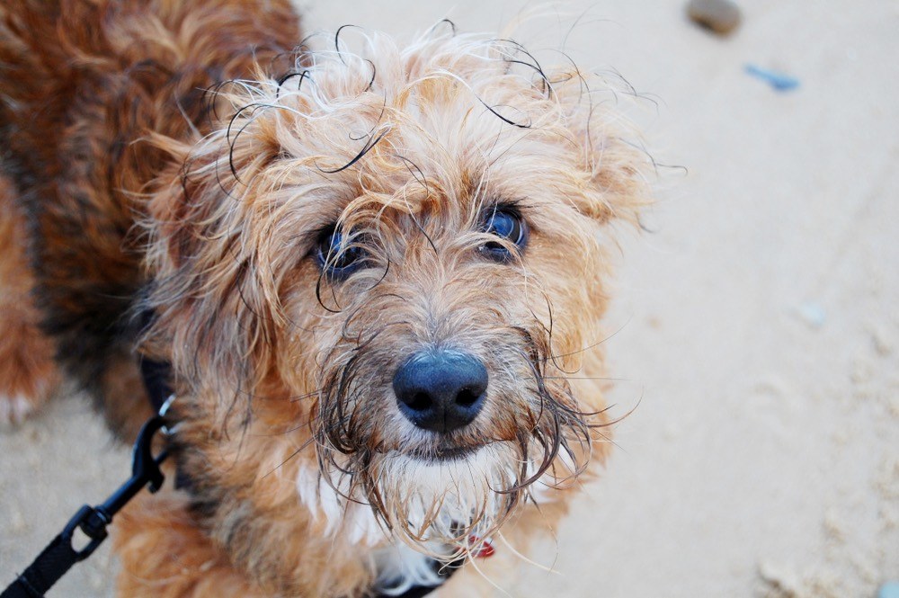 what is the lifespan of a poodle mix terrier