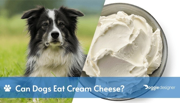 can dogs eat cream cheese