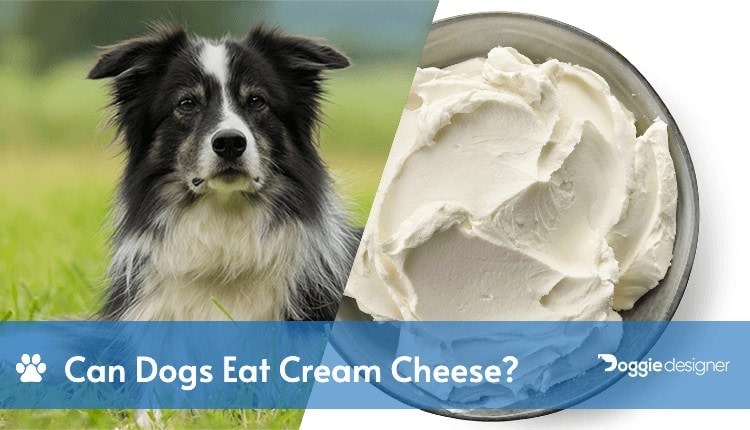 Can Dogs Eat Soft Cheese 