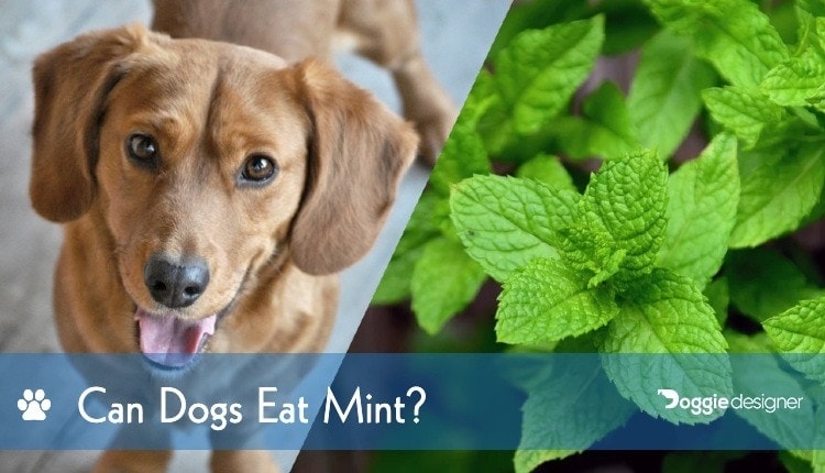 Poisonous Plants To Dogs Avoid Toxic