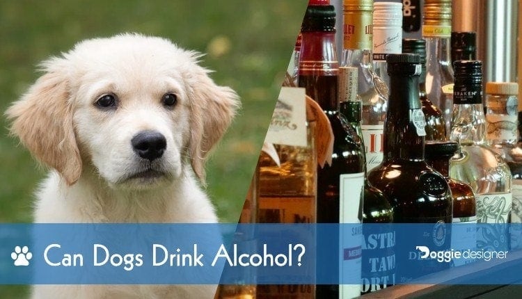 Can Dogs Drink Alcohol Is Alcohol Safe For Dogs Hepper
