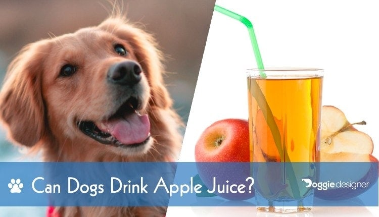 Can dogs drink apple juice