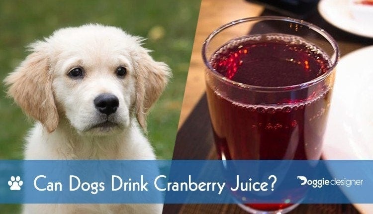Can Dogs Drink Cranberry Juice Is Cranberry Juice Safe For Dogs Hepper