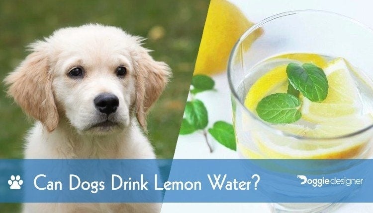 why are eggs bad for dogs