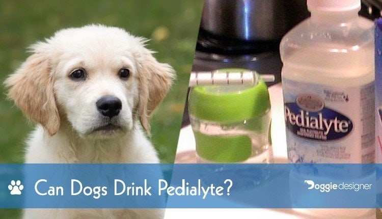 27 Can Dogs Have Flavored Pedialyte