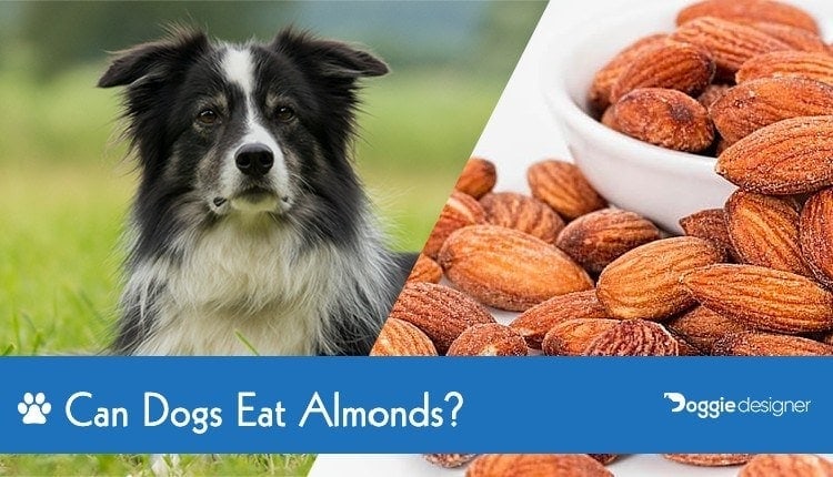 can you give dogs almonds