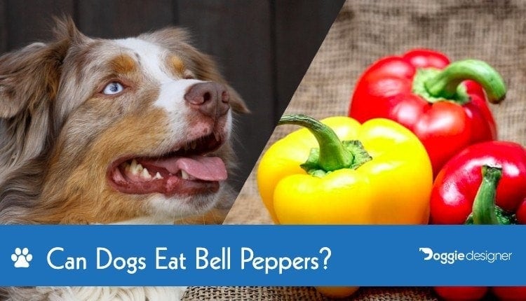 14 Can Dogs Eat Pepper Spice