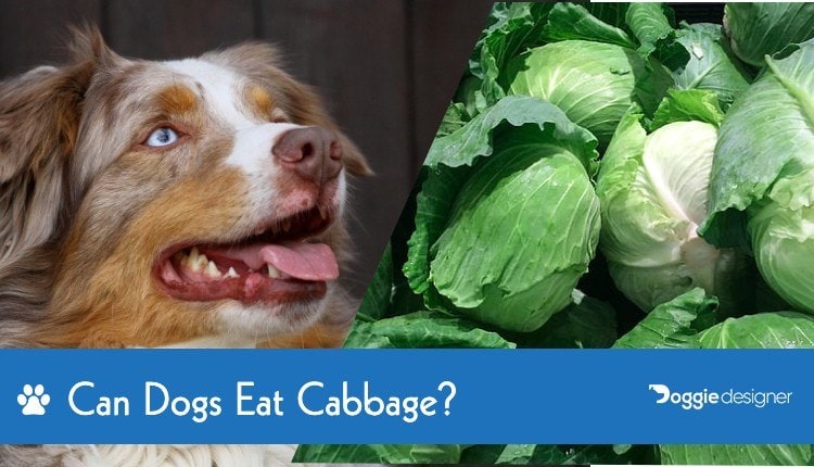 Can Dogs Eat Cabbage What You Need To Know Hepper