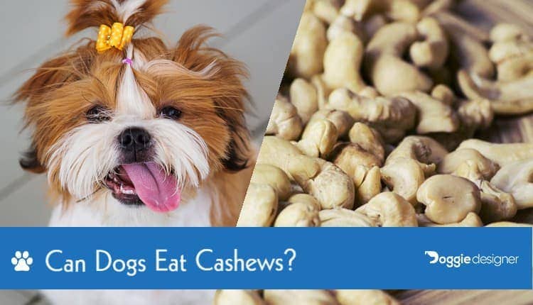 19 Can Dogs Eat Almonds And Cashews