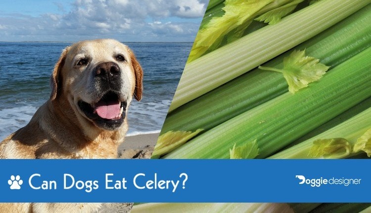 celery ok for dogs