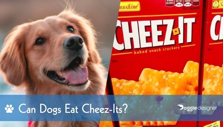 Can Dogs Eat Cheez Its What You Need To Know Hepper