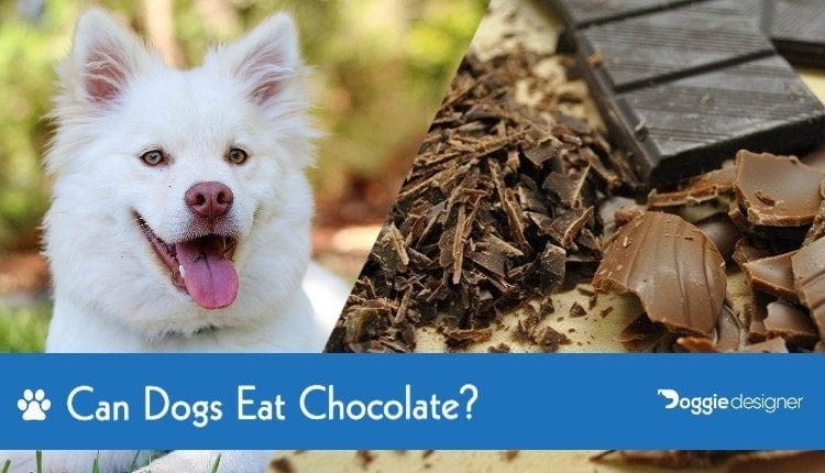 how bad is white chocolate for dogs