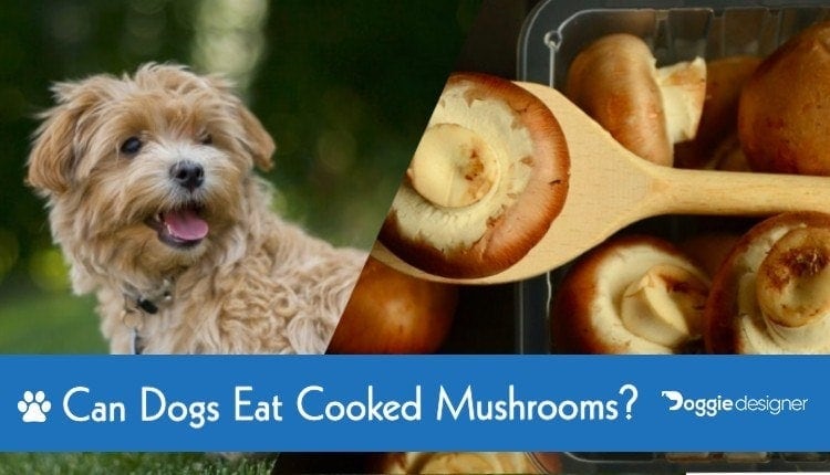 are dogs allowed to eat mushrooms