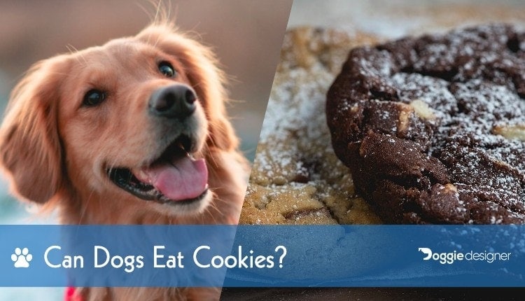 my dog ate vanilla cookies