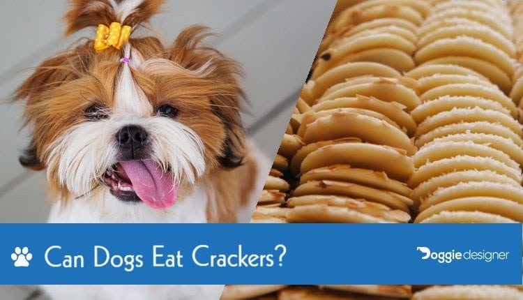 can dogs eat crackers