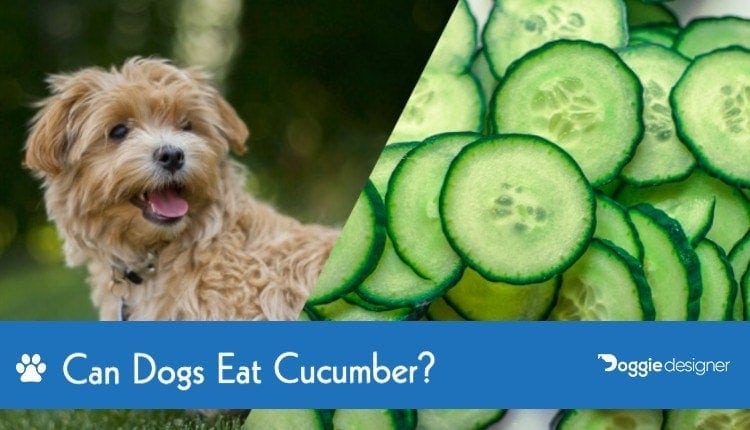 cucumber for dogs