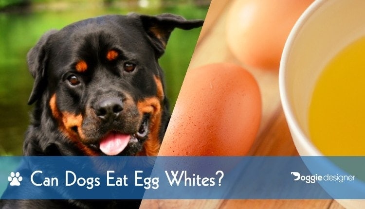 egg whites for dogs